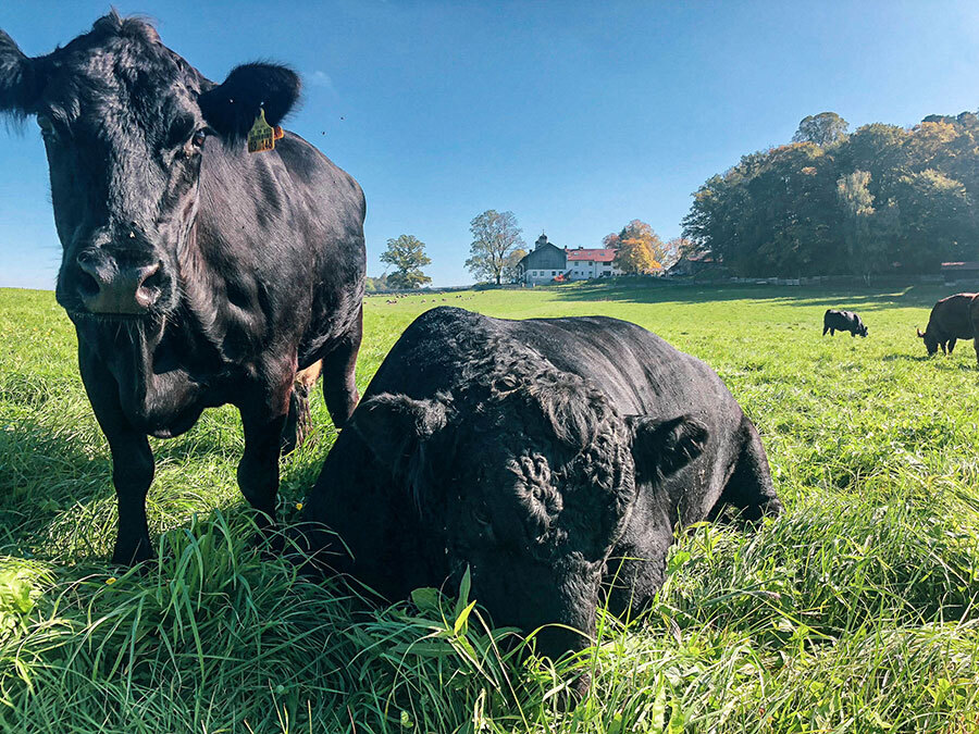 2 BIO Angus Rinder auf der Weide von Gut Georgenberg