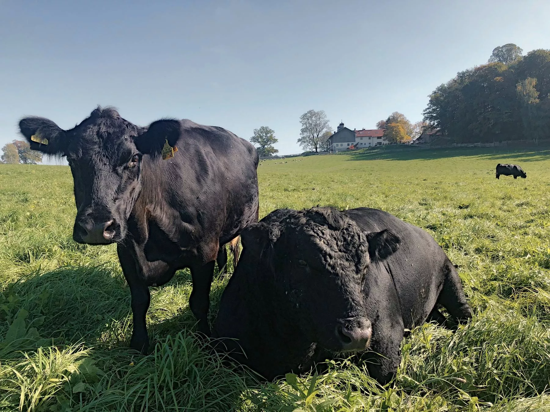 Zwei schwarze Angus-Rinder auf der Weide, im Hintergrund der Hof von Gut Georgenberg