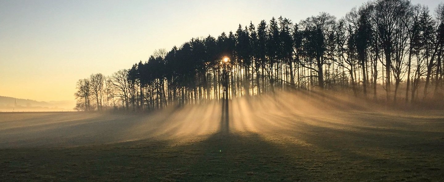 Wiesen von Gut Georgenberg im Morgennebel mit Baumreihe und Sonnenstrahlen