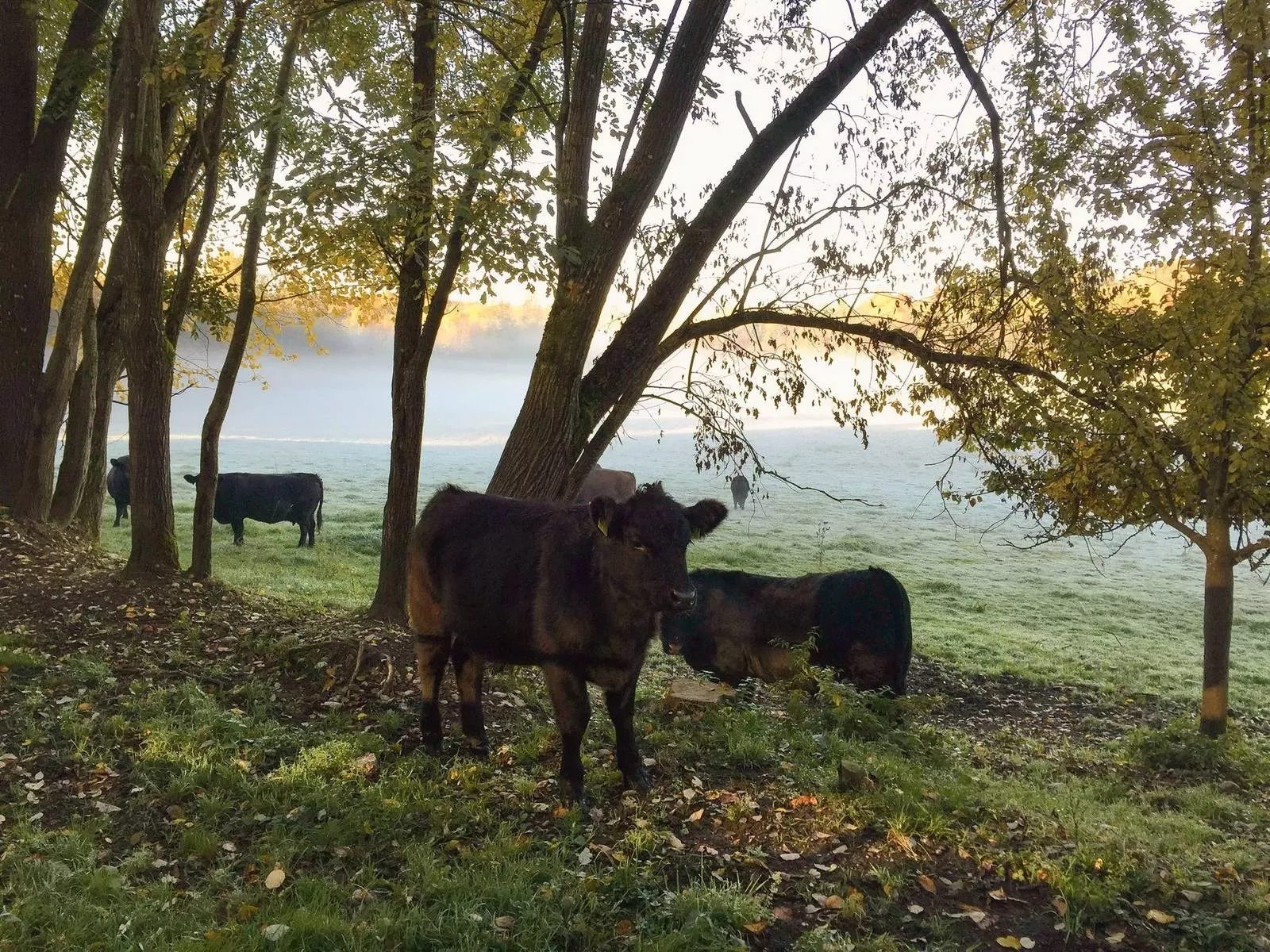 Angus-Rinder auf der Weide am Gut Georgenberg